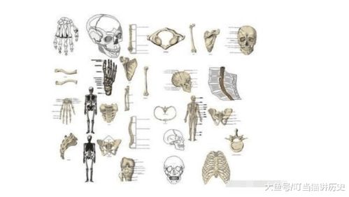 人体有206块骨头，中国人和日本人只有204块，这是真的吗