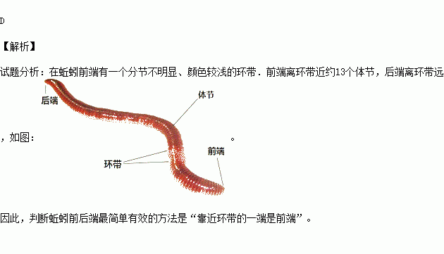 判断蚯蚓前后端最简单有效的方法是