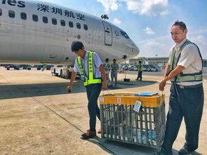 宠物狗可单独坐飞机出行啦 南京禄口机场推出犬类宠物货运托运服务