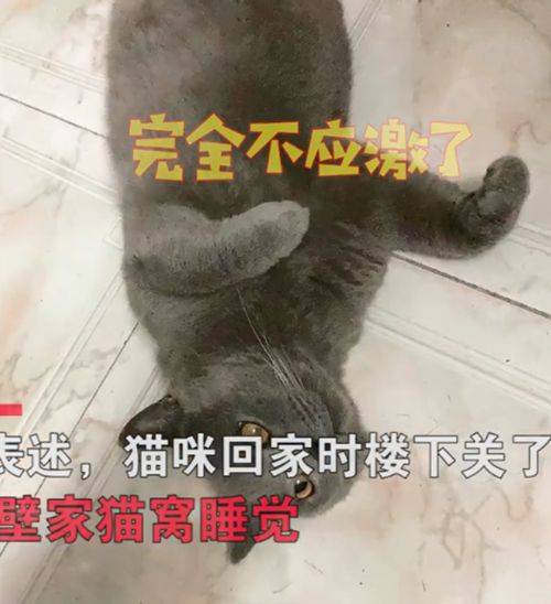 猫咪走丢了3个多月,再回来后性格都变了 外面也太苦了