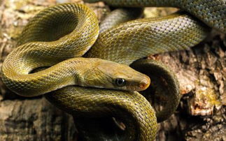 毒性极强的蛇的天敌是什么动物,一个让蛇闻风丧胆的存在蛇獴