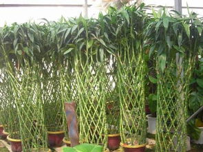 富贵竹一般养殖方法和注意事项 