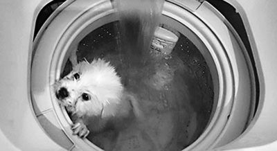 用洗衣机洗狗 