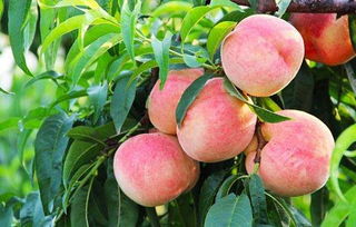 桃花树可以长出桃子吗 桃花和桃子是一棵树吗