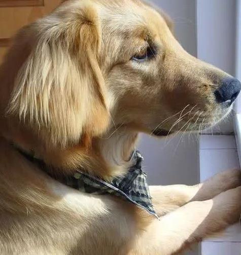 为什么狗狗总是喜欢待在窗边,往外面看 其实答案非常简单