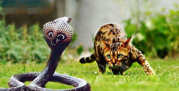 猫蛇大战,猫基本上完胜,为什么猫不怕蛇 论反应速度只服喵星人