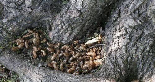 小伙在自家院子发现数不尽的密集生物,仔细一看,原来全是美味