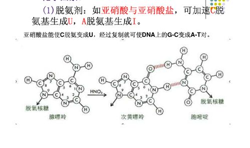 为什么使用亚硝酸可以导致基因突变 