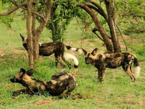非洲野狗是如何捕猎的 