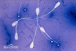 男性避孕药控制精子不会致不孕不育 