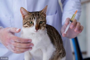 猫咪疫苗该打哪几种 注意这些假疫苗,不但花钱,还可能有副作用