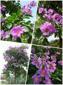 有谁知道这个紫色的花叫什么名字 广州街道上好多 
