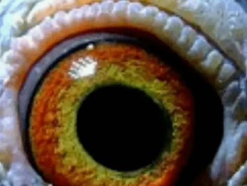 “砂眼”的意思如何、砂眼的读音怎么读、砂眼的拼音是什么、怎么解释？