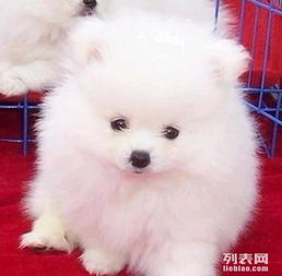图 广州博美多少钱 广州哪里有卖松鼠狗 纯种博美犬价格 广州宠物狗 