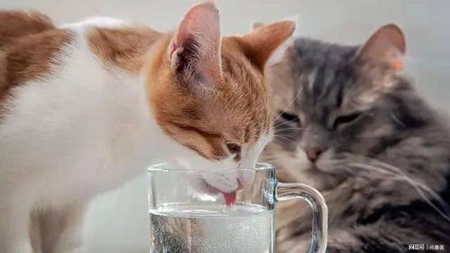 养猫之前准备的水碗全白买了 为什么猫咪总喜欢喝奇怪地方的水