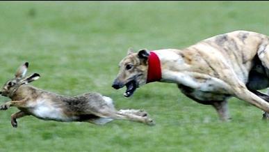 世界上最精彩的细狗撵兔 一个为了顿饱饭而跑一个为了性命而跑 