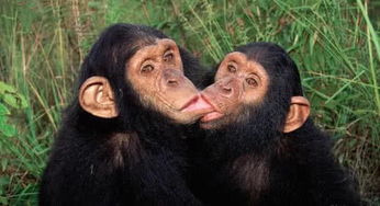 十个冷知识 人类和黑猩猩的基因差别你知道吗 