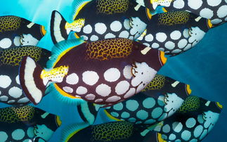深海鱼群图片海底世界桌面壁纸 图片欣赏中心 急不急图文 Jpjww Com