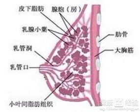 有乳腺增生能根治吗