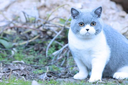 绊运猫舍 猫忽然乱拉尿怎么办