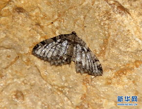 四川原始洞穴发现世界新物种 瞎蛾专吃蝙蝠粪便 