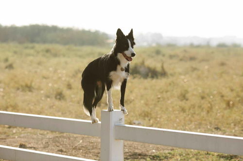 边牧犬怎么训练,边牧犬怎么训练拉便便