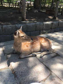 第一次说走就走的旅行 不会日语的菜鸟7天畅游日本关西 