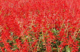 一串红什么时候播种最好,一串红在湖南什么时候播种最好？