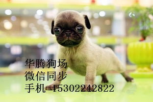 广东华腾犬舍繁殖各种名犬 签订合约 保障品种健康