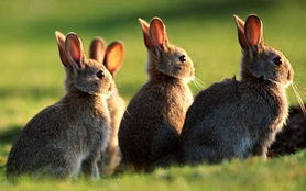 瑞典焚烧兔子供暖 引发动物权利人士不满 