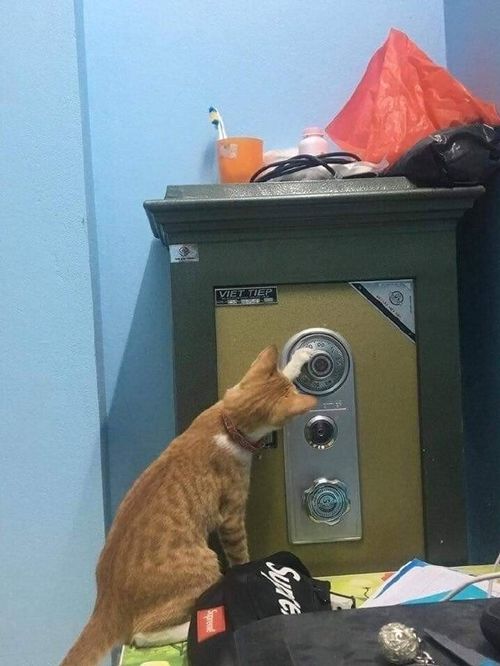 一只偷保险柜的猫咪