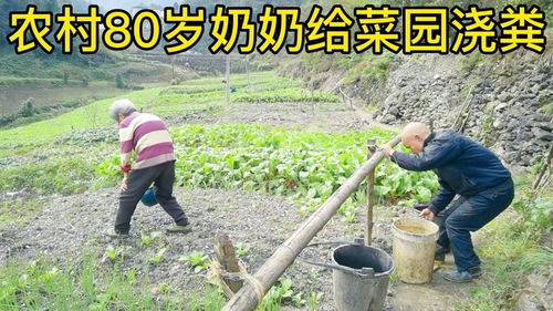 湖北农村80岁奶奶给菜园蔬菜浇粪令人欣慰让人心疼期盼蔬菜丰收 