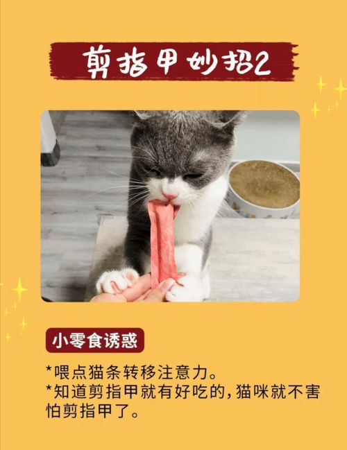 猫咪日常护理 猫咪指甲怎么剪 怎么给猫咪做清洁护理