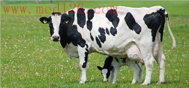 奶牛养殖时预防诊断治疗四季常见疾病 一 