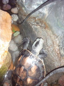 这个是什么龟 多少钱的 头上有一大点黑色的