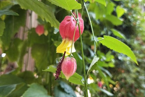 红萼苘麻怎样繁殖,像小彩灯的花叫什么名字？