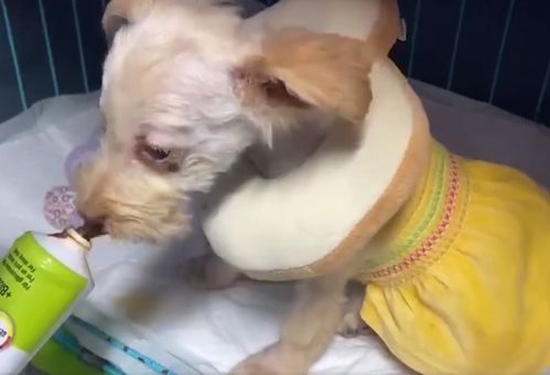 三个月大的小狗被浑身涂满石膏遗弃,警方以 寻衅滋事案 受理