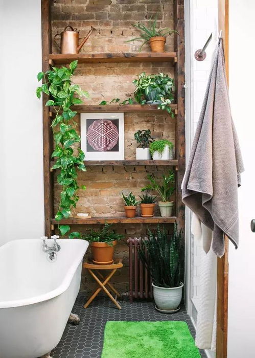 浴室适合种植物吗 适合哪些植物