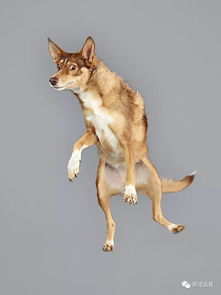 德国宠物摄影师拍摄的有趣的飞行狗狗系列作品