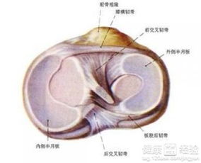 半月板损伤需要做复健吗