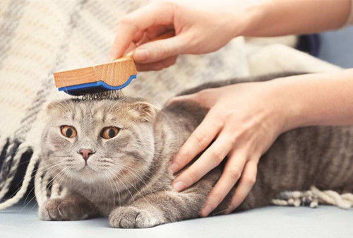 猫吃熟蛋黄可以化毛吗