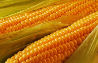 种秋玉米的最佳时间 八月份种玉米晚不晚