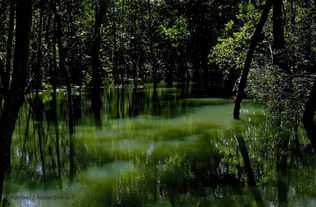 湿地,案例分析,布洛,公园