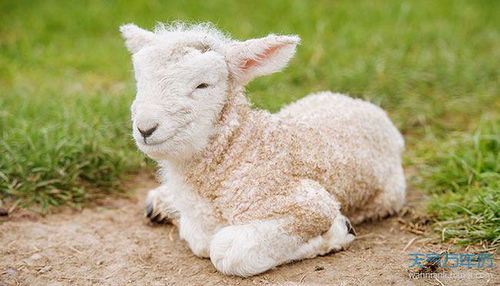 属羊不能和什么属相在一起 属羊人要远离哪些生肖