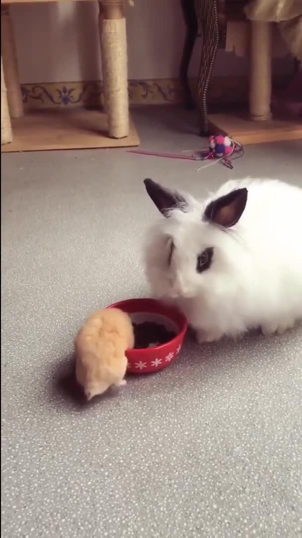 小白兔吃东西,小仓鼠跳进碗里,真可爱 