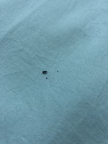 在床上发现小小的 黑黑的虫子 爬到身上很痒啊