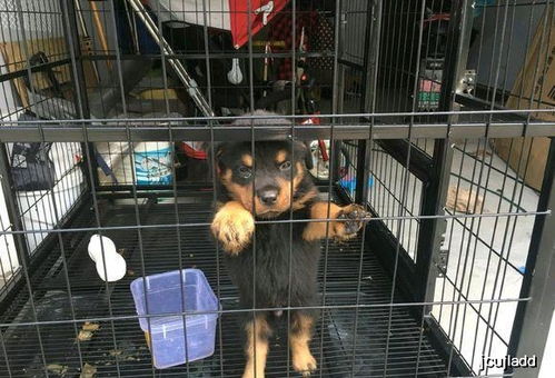 主人把小狗给关在笼子里不让出来,它还生气了,狗 就是不吃