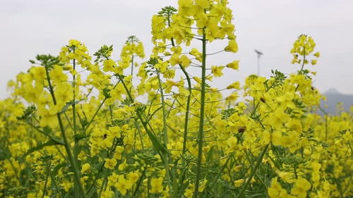 梓山蔬菜基地油菜花 