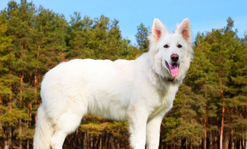 白色瑞士牧羊犬的由来是怎样的 它忠诚专一,也是德牧的一种