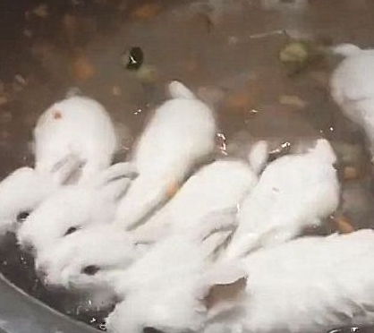 主人给兔子洗澡,顺手在盆里撒了把蔬菜,兔子 你直接起锅烧油吧